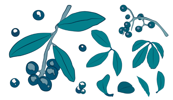 Integrating the Set Leaves Berries Svg into Professional Design Workflows
