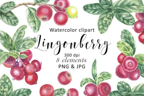 Watercolor Lingonberry Cranberry Clipart